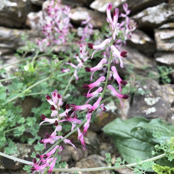 Fumeterre officinale (Fumaria officinalis) &copy; Nicolas Macaire / LPO